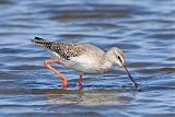 Common Redshank